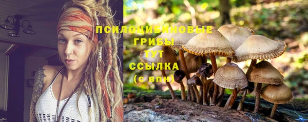 индика Богданович